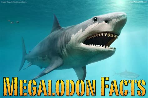 Megalodon Facts For Kids Amp Adults The World Amp 39 S Biggest Ever Shark