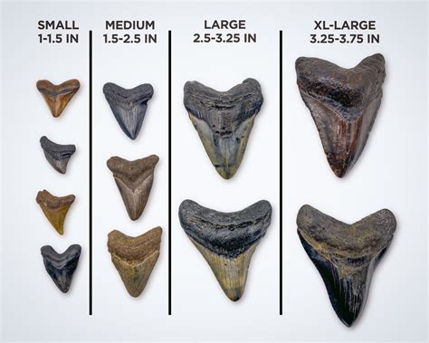 Megalodon Shark Tooth Size Guide