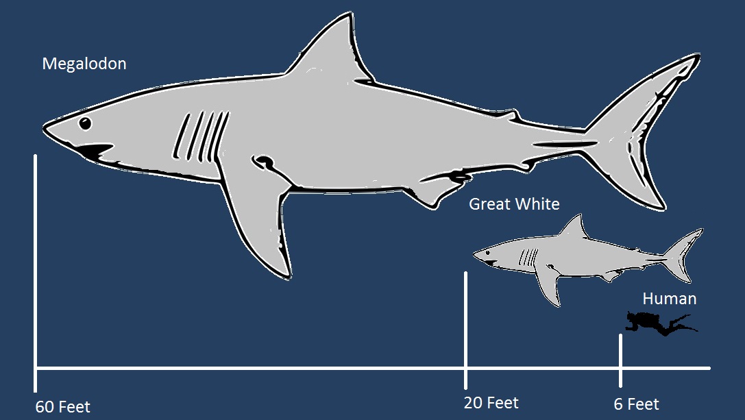 Megalodon Size How Big Was The Megalodon Shark Fossilera Com