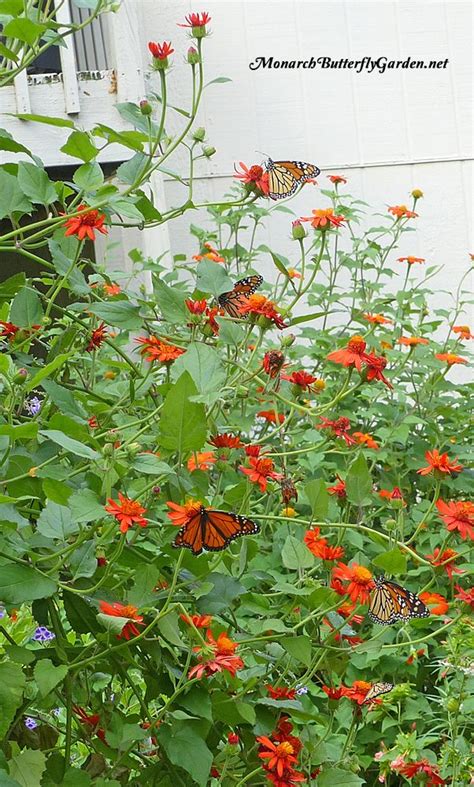 Mexican Flame Vine Climbing Vine For Monarch Butterflies