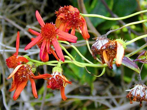 Mexican Flame Vine Pseudogynoxys Chenopodioides Garden Center Point