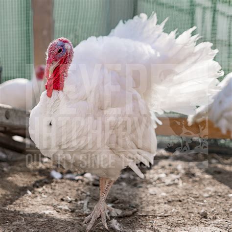 Meyer Hatchery S Signature Broad Breasted White Turkey