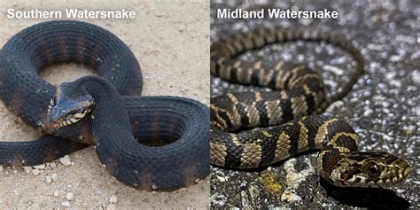 Midland Water Snake Care: Expert Tips Revealed