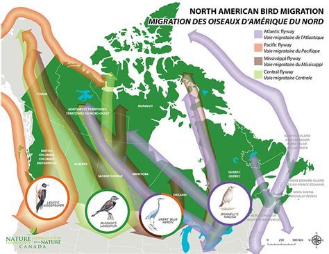 Migration Season Ontario