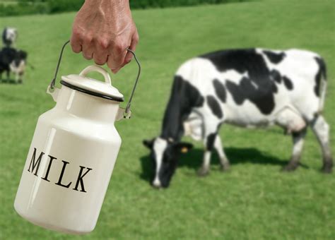 Milk For Cows