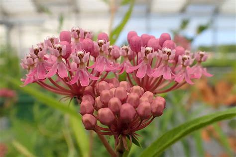 Milkweed Care Complete Guide On Growing Milkweed Garden Lovers Club