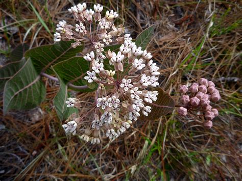 Milkweed Plant Florida