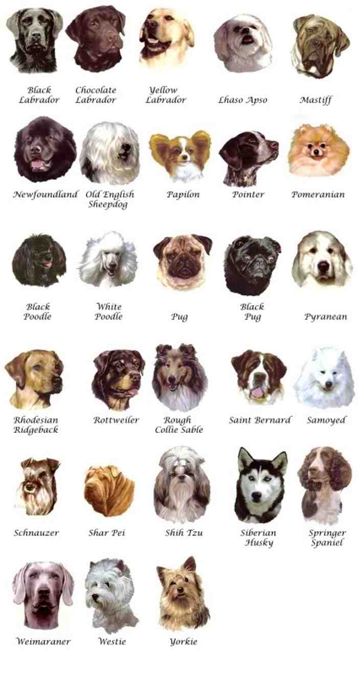 Minecraft Dog Breeds List: Ultimate Guide