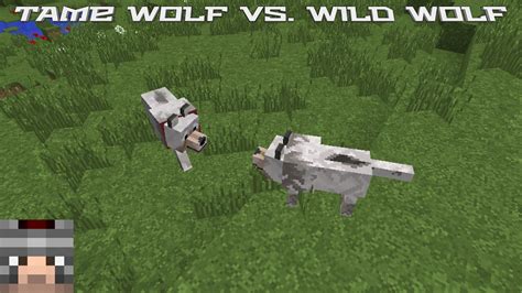 Minecraft Tame Wolf Vs Wild Wolf Youtube