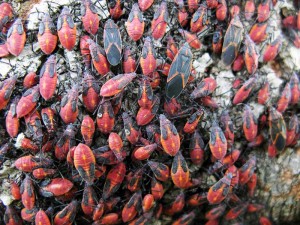 Minnesota Pest Control Box Elder Bugs Asian Beetles Pest Control Blog