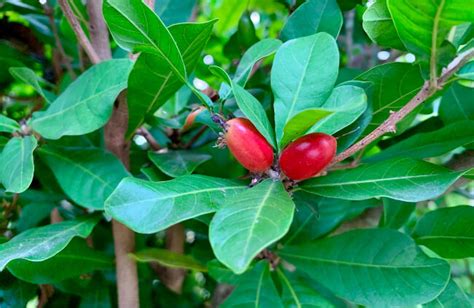 Miracle Berry Synsepalum Dulcificum Growing Guide Agt