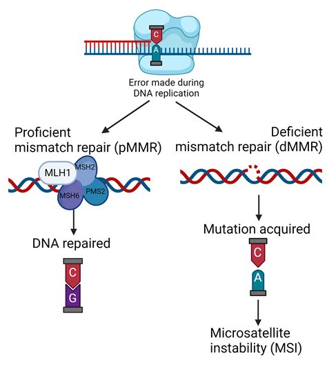 Mismatch Repair Guide: Dna Correction Mastery