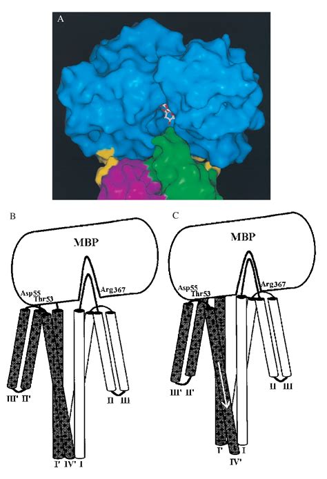 Model Of Maltose Binding Protein Chemoreceptor Complex Supports