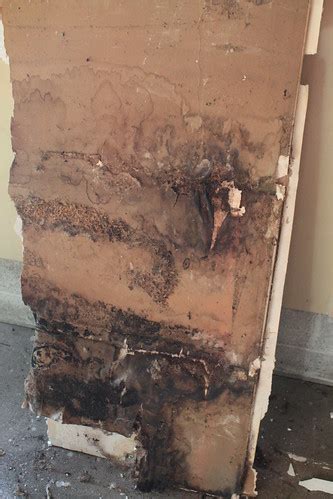 Moldy Drywall Ims