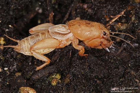 Mole Cricket Florida