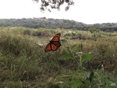 Monarch Butterfly Eggstravaganza On The Llano River As Migration Heads