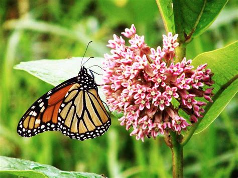 Monarchs And Milkweed