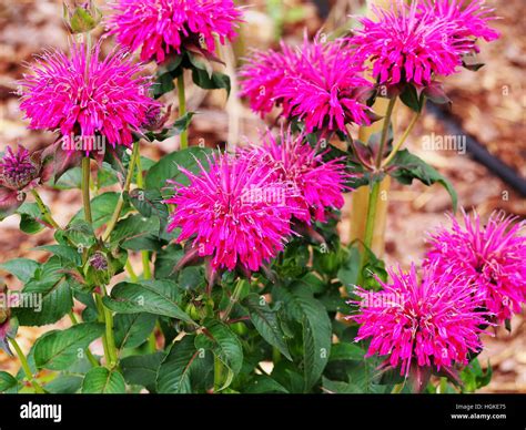 Monarda Bee Balm Horsemint Oswego Tea Bergamot In Full Bloom Stock