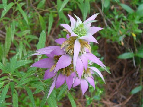 Monarda Species Horsemint Spotted Beebalm Bee Balm Monarda Punctata