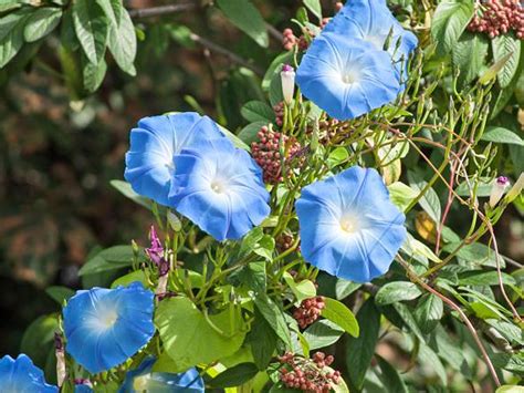 Morning Glory Cultivation