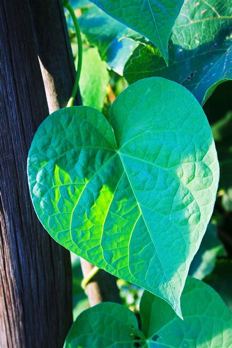 Morning Glory Leaves Free Stock Photo Public Domain Pictures