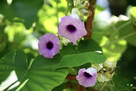 Morning Glory Plant Care Growing Guide