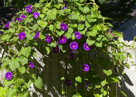 Morning Glory Plant Care Tips Growing Planting Cutting Pruning