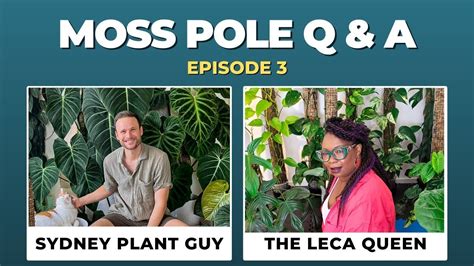 Moss Poles Uncovered Expert Insights Sydney Plant Guy Amp The Leca