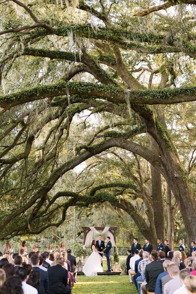 Mossy Trees Guide: Florida Species