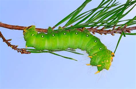 Moth Caterpillar Identification