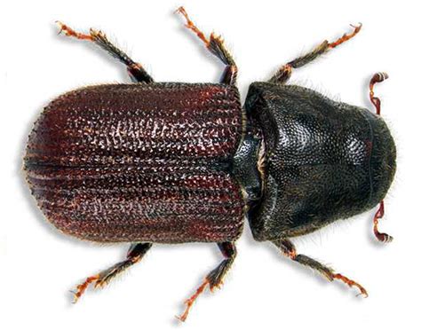 Mountain Pine Beetle Letter Alberta Forest Products Association