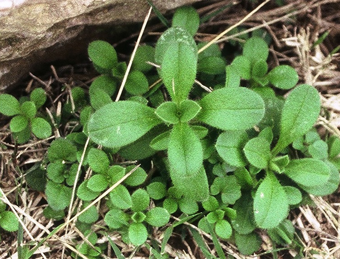 Mouse Ear Chickweed Identify Control This Lawn Weed