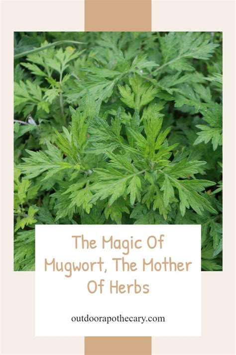 Mugwort Facts And Health Benefits