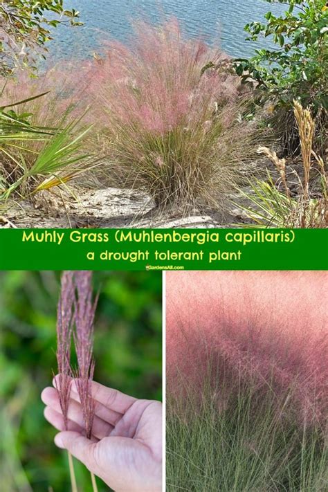 Muhly Grass Florida: Drought Tolerant Solution