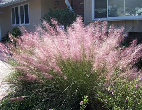 Muhly Grass Perfect Plants Nursery Pink Flower Color Drought