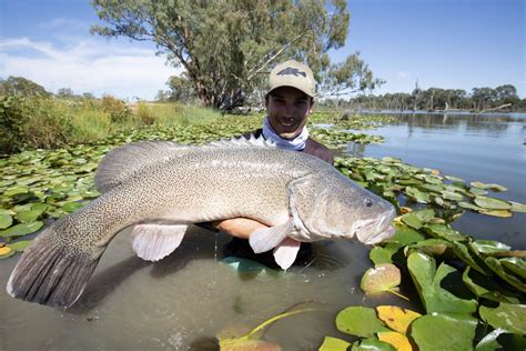 Murray Cod Secrets Revealed Fishing World