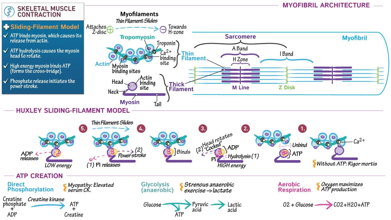 Muscle Contraction Cycle Muscle Contraction Basic Anatomy And