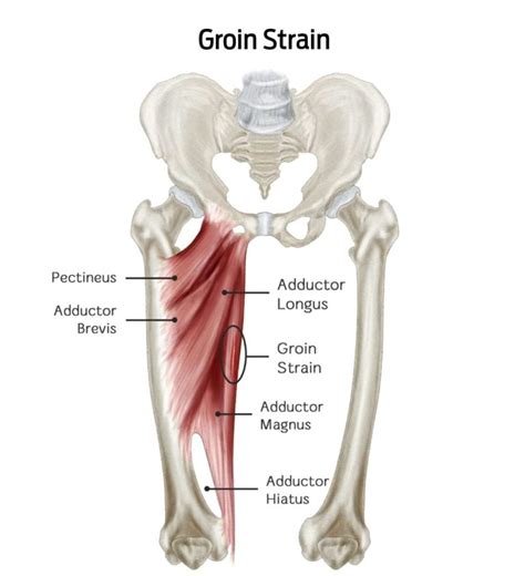 Muscles Of Groin