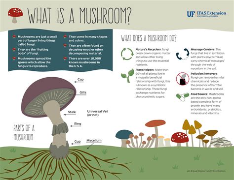 Mushroom Facts: Classification Explained