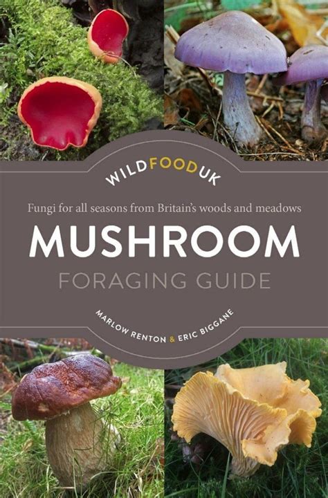 Mushroom Foraging Guide Fungi For All Seasons From Britain S Woods And