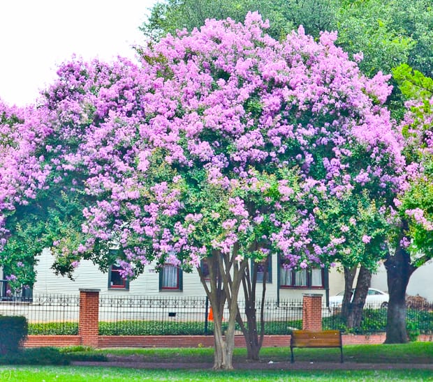 Muskogee Crape Myrtle