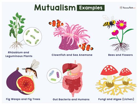 Mutualism Definition And Examples In Biology Mutualism Learn Biology