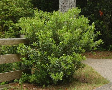 Myrica Californica Mostly Natives Nursery