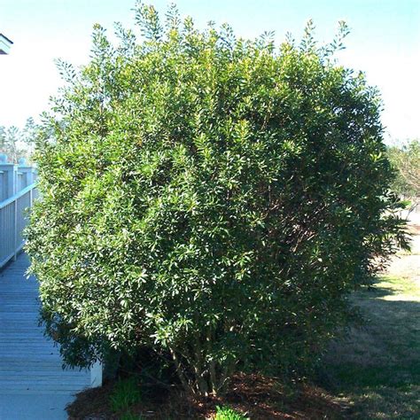 Myrica Cerifera Southern Wax Myrtle Johnson Nursery Corporation