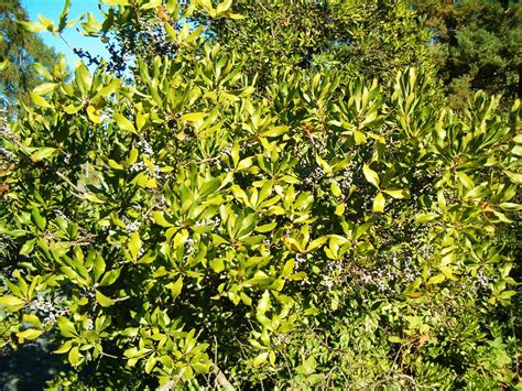 Myrica Cerifera Wax Myrtle Plant Care Plantly