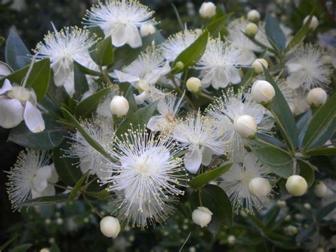 Myrtle Garden In Delight