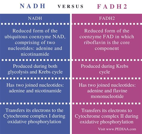 Nadh2 And Fadh Are Coenzymes