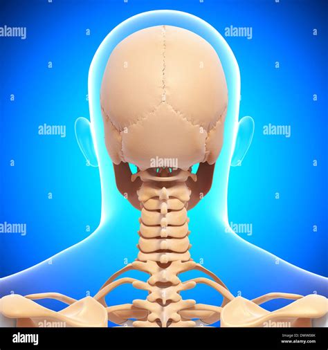 Nape Of The Neck