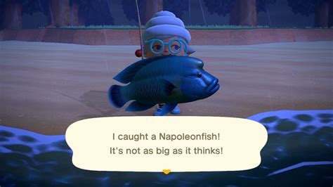 Napoleonfish In Animal Crossing New Horizons How To Catch This Rare