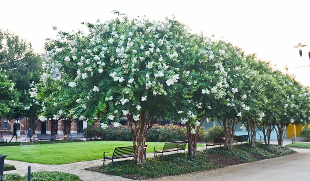 Natchez Crape Myrtle